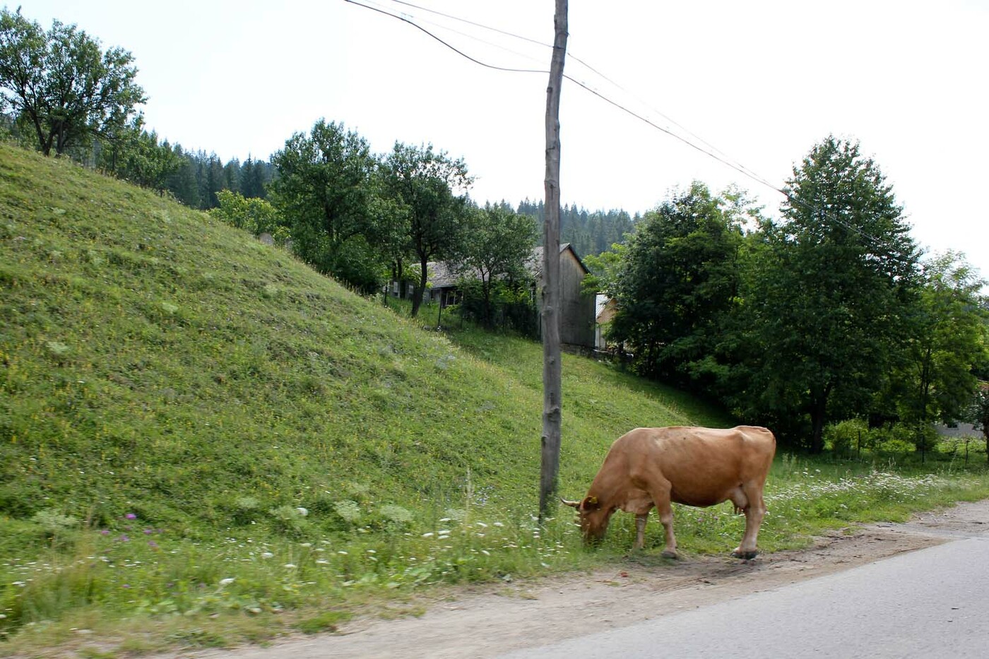 <p>(c) Didier Gualeni</p>