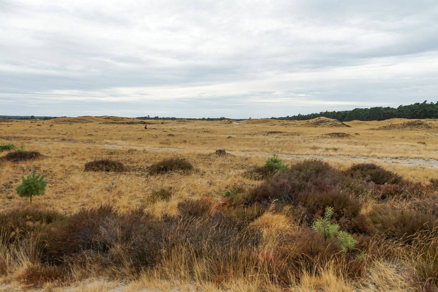 <p>Parc national De Hoge Veluwe</p>