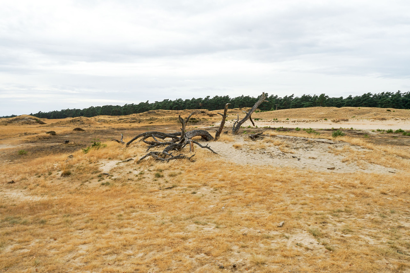 <p>Parc national De Hoge Veluwe</p>