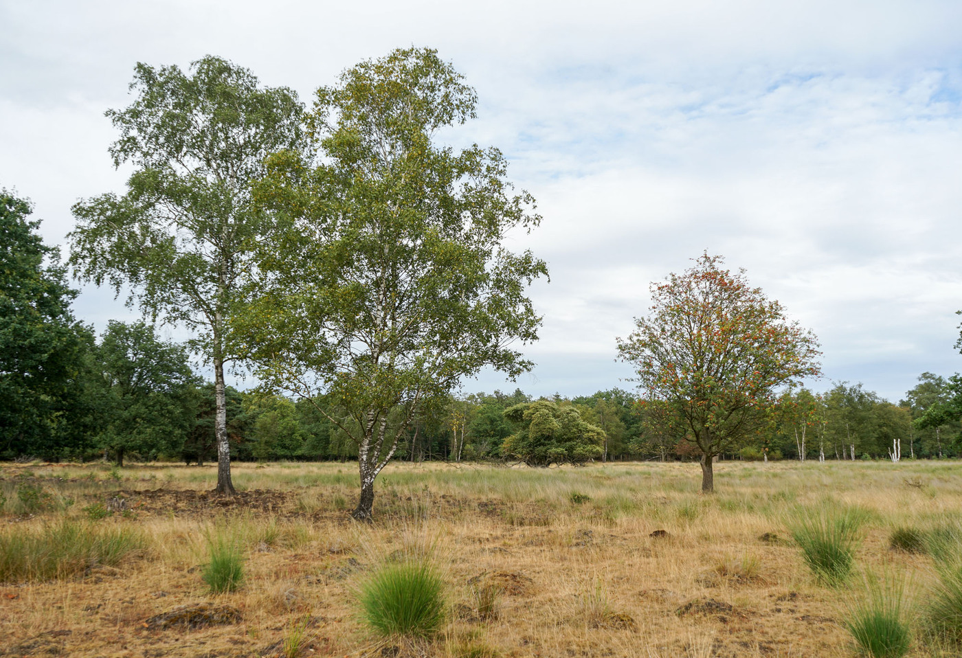 <p>Parc national De Hoge Veluwe</p>