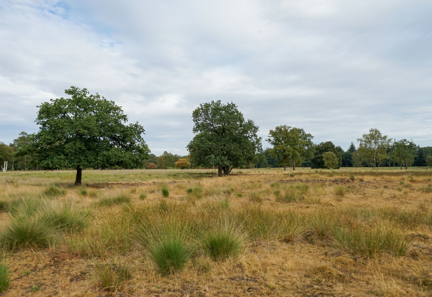 <p>Parc national De Hoge Veluwe</p>