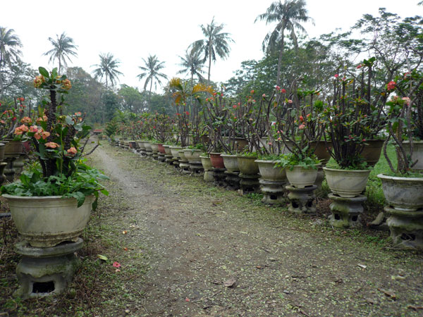 Vietnam, Hué, cité interdite, jardins <p>(c) Didier Gualeni</p>
