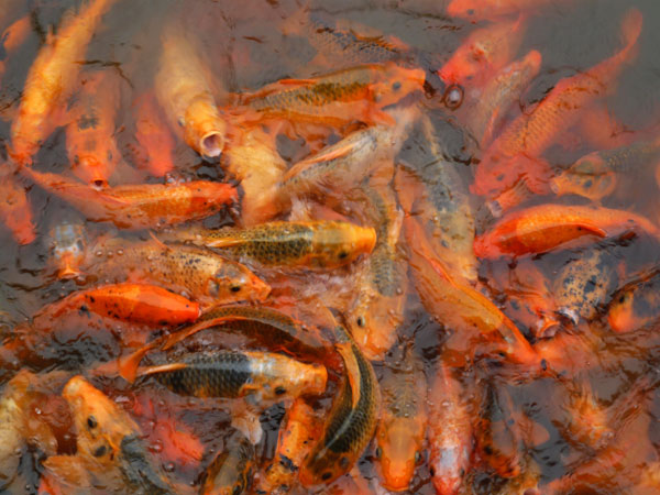 Vietnam, Hué, cité interdite, bassins <p>(c) Didier Gualeni</p>